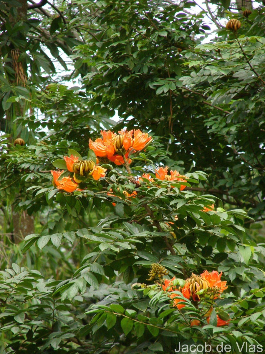 Spathodea campanulata P.Beauv.